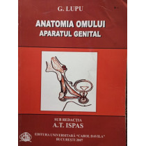 Anatomia omului, aparatul genital