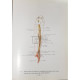 Atlas anatomique des points d'acupuncture - 1984 - Cartonata
