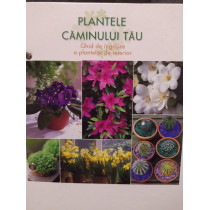 Ghid de ingrijire a plantelor de interior